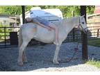 Bombproof mare