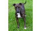Adopt Abby a Pit Bull Terrier