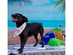 Adopt HEVEN a Pit Bull Terrier, Labrador Retriever
