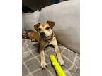 Adopt Lily aka Baby Girl a Mixed Breed