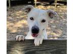 Adopt Calypso a Pit Bull Terrier, Mixed Breed