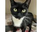 Adopt Echo a Domestic Short Hair
