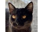 Adopt Wowza a Domestic Short Hair