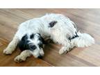 Adopt Toby a White - with Black Anatolian Shepherd / Great Pyrenees / Mixed dog