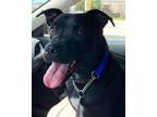 Adopt Argos a Black - with White Staffordshire Bull Terrier / Mixed dog in