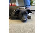 Adopt Chase a Black Dachshund / Mixed dog in Kingsville, TX (39017518)