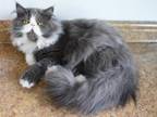Persian Jewel Cattery One