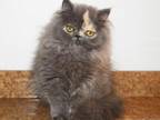 Persian Jewel Cattery 4