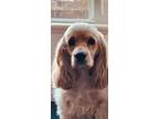 Adopt Daisy R 24063 a Cocker Spaniel
