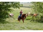 Watch Video! Family Safe Versatile Gelding