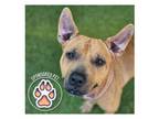 Adopt Maggie a Pit Bull Terrier