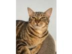 Adopt Pebble a Domestic Short Hair, Tabby