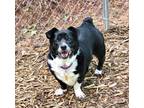 Adopt PennyLou a Corgi, Terrier