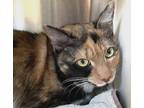 Adopt Callie a Calico, Tabby