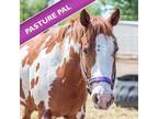 Adopt Saco a Paint / Pinto