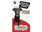 Adopt Scarlett a Labrador Retriever