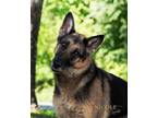 Adopt Maiden a German Shepherd Dog