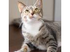 Adopt Baby Cat a Domestic Short Hair