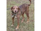 Adopt Maddy a Catahoula Leopard Dog