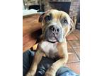 Adopt Zelda a Pit Bull Terrier