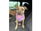 Adopt Tara a American Staffordshire Terrier, Pit Bull Terrier