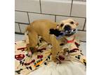 Adopt Goldie a American Staffordshire Terrier