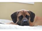 Adopt DELLA - PERMANENT MEDICAL HOLD a Mastiff