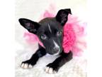Adopt Stella a Labrador Retriever, Terrier