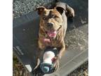 Adopt Rumor a Pit Bull Terrier