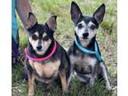 Adopt Hope and JoJo a Miniature Pinscher