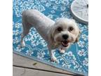 Adopt Betty White a Cavalier King Charles Spaniel, Poodle