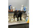 Adopt Leighton a Mixed Breed