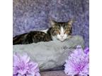 Adopt Biscuits a Tabby