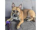 Adopt Papaya a Pit Bull Terrier