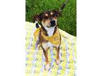 Adopt Olive a Beagle