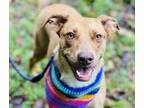 Adopt Luna $25 Fostered a Mountain Cur, Mixed Breed