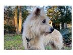 Adopt Jexie~ a Cairn Terrier