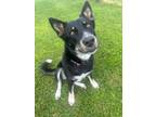 Adopt Sophia a Mixed Breed, German Shepherd Dog