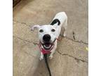Adopt Skipper a Pit Bull Terrier