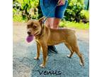 Adopt Venus a Pit Bull Terrier, Mixed Breed