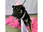 Adopt Phoebe a Shepherd