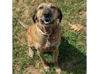 Adopt Lucy a Mixed Breed, Plott Hound