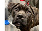 Adopt Happy a Boxer, Labrador Retriever