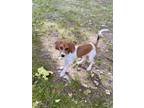 Adopt Rosie - Pending adoption a Treeing Walker Coonhound, Hound