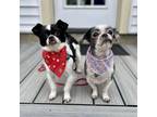 Adopt Cici - Bonded Pair - pending adoption a Shih Tzu