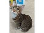 Adopt Barbara a Tabby, Tortoiseshell
