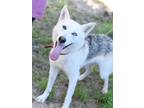 Adopt Delilah a Husky