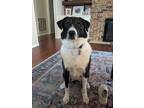 Adopt Penny V (New Digs) a Border Collie