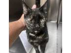 Adopt Mama Bear a Domestic Short Hair