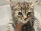Adopt Co2 (blue) a Domestic Short Hair